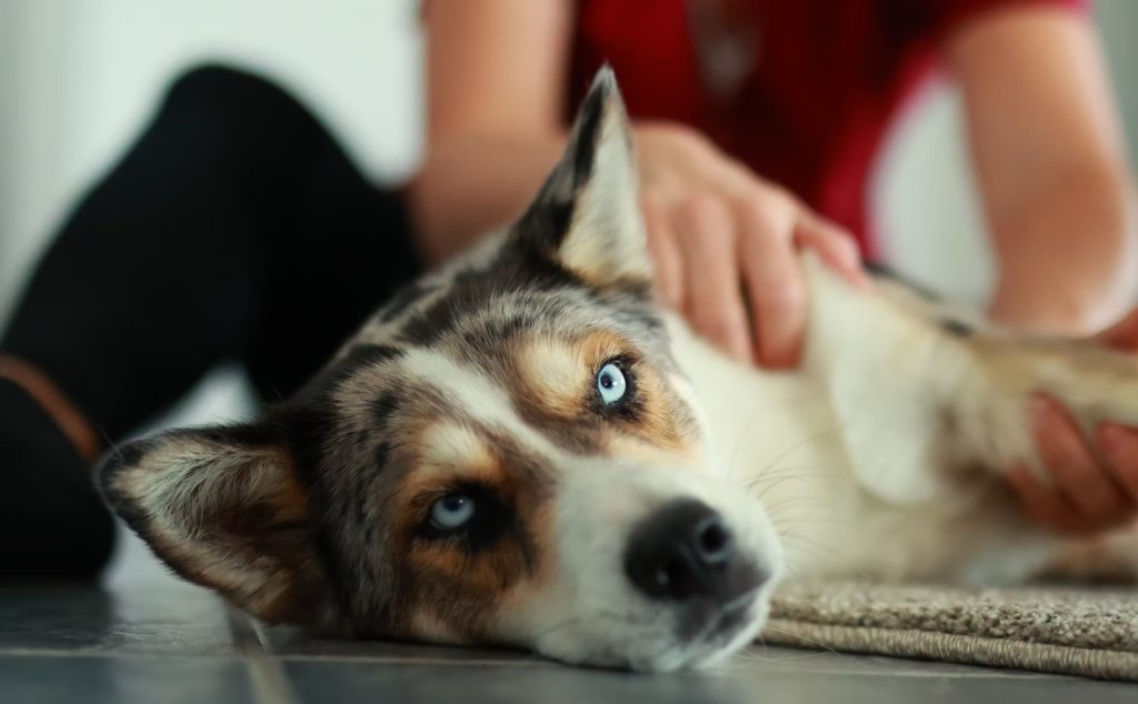 Chien de type husky aux yeux bleus allongé au sol, des mains posées doucement sur son flanc
