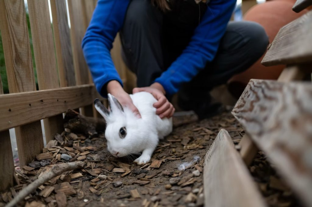 Lapin blanc dans un enclos extérieur, deux mains posées sur son dos avec douceur
