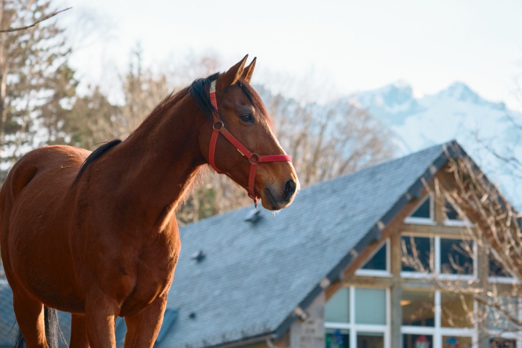 Cheval bai au licol rouge devant un chalet en bois, montagnes enneigées au loin