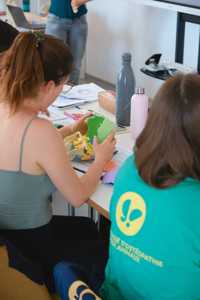 Étudiante manipulant un modèle coloré de crâne pendant un cours, à côté d'une camarade au t-shirt de l'école